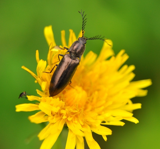 Elateridae: maschio di Ctenicera cfr. pectinicornis